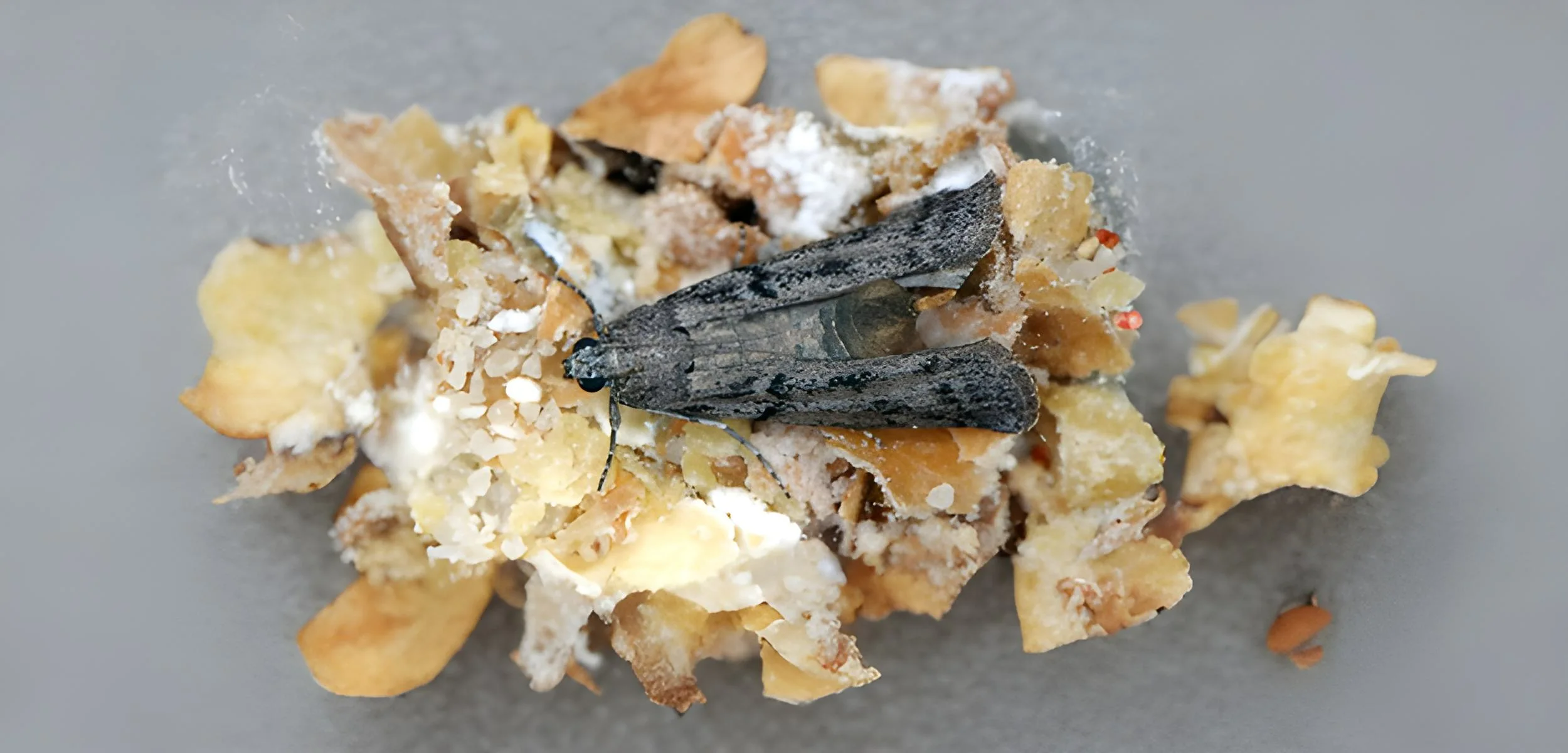 Mediterranean flour moth (Ephestia kuhniella)