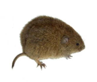 Rato Toupeiro