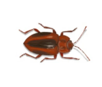 Coléoptère des moisissures