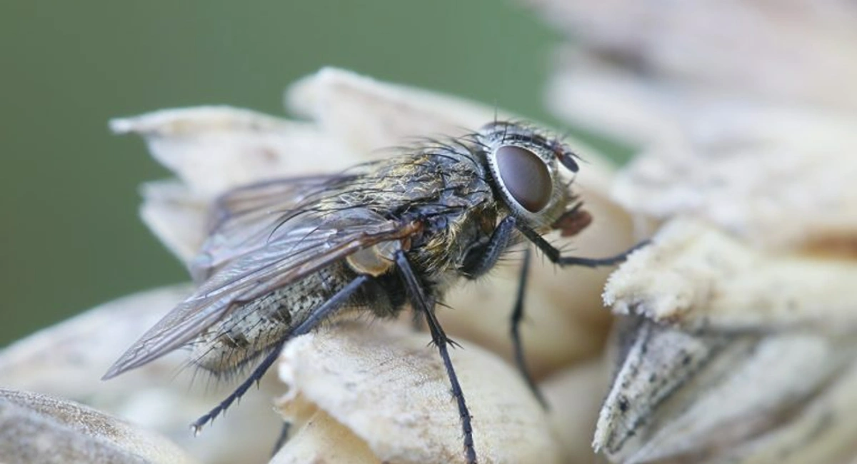 fly