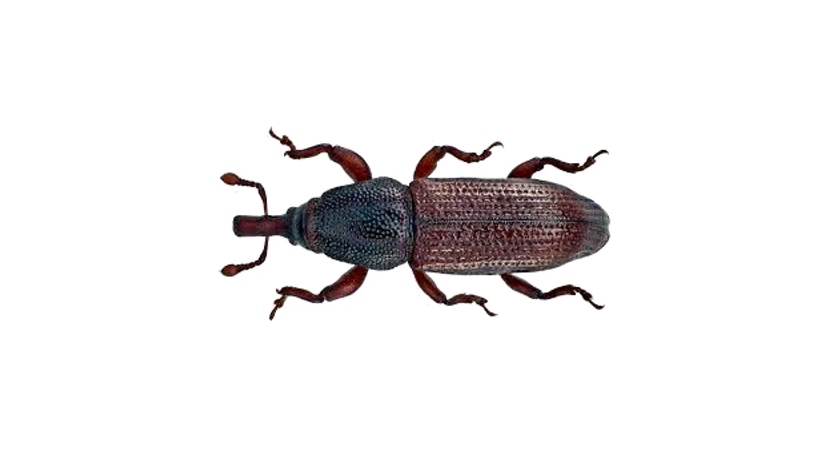 Two-toothed longhorn borer