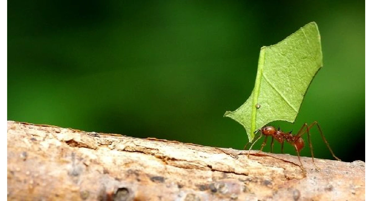 ant