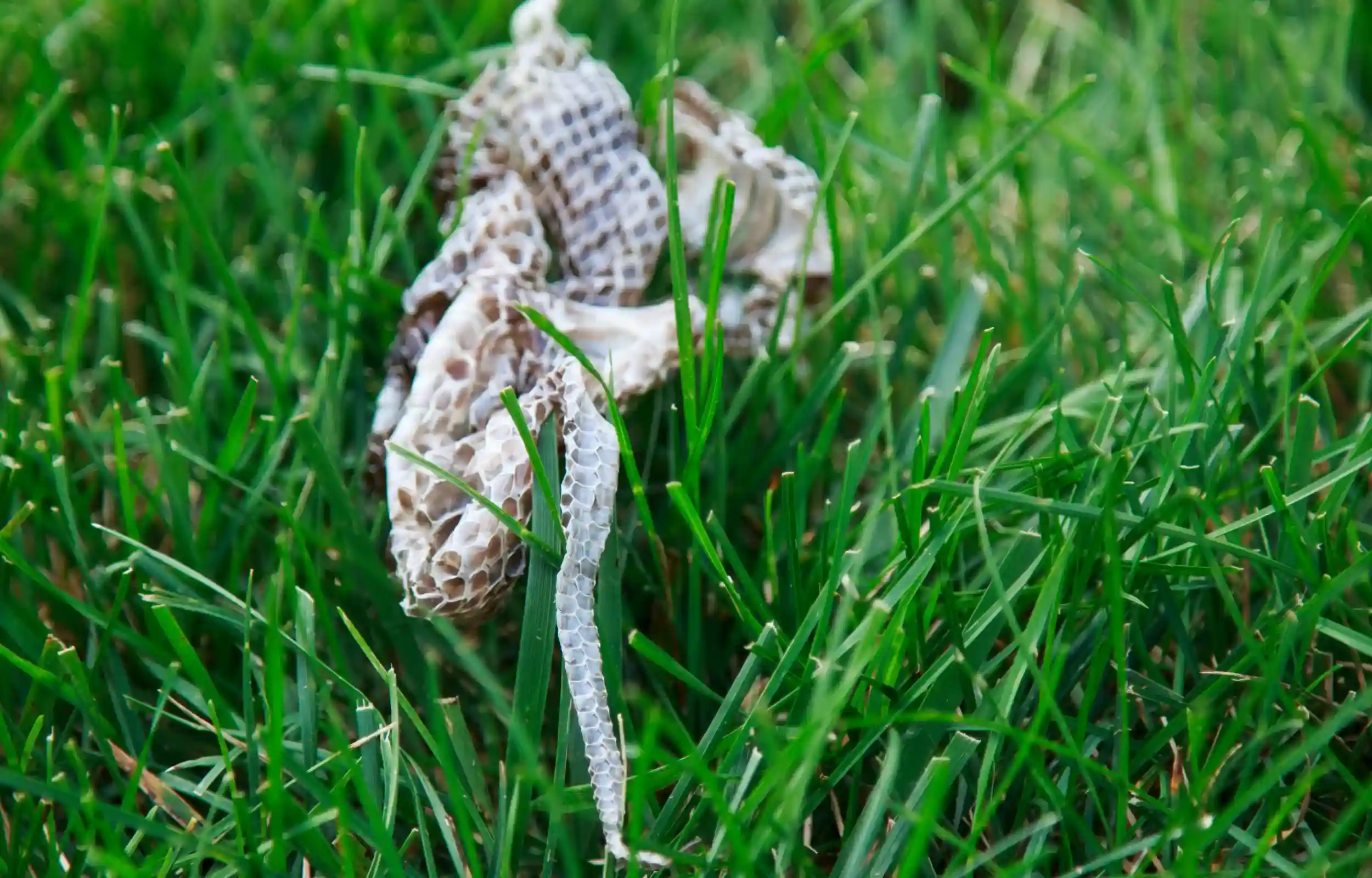 shredded snake skin on grass