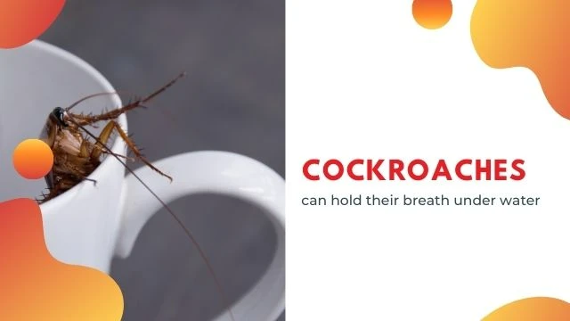 Cockroach fact