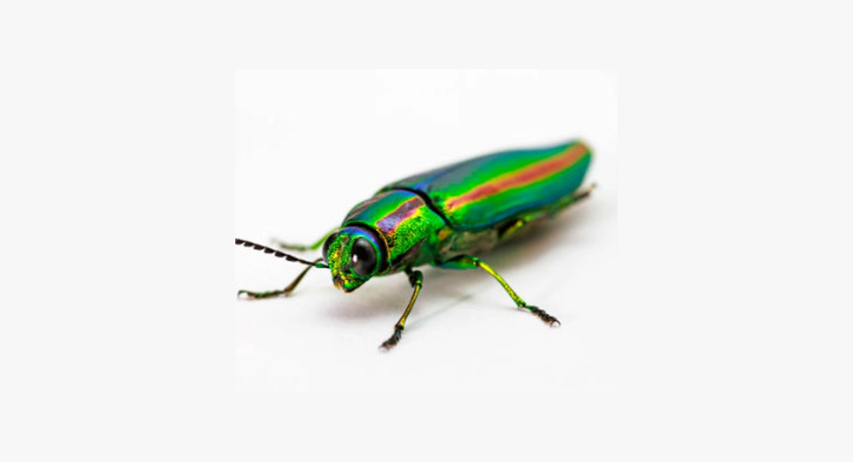 Common furniture beetle