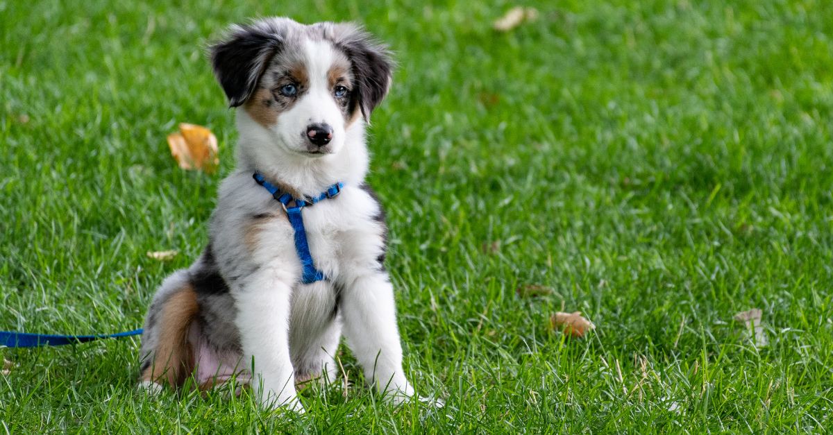 cómo actuar si mi perro entra en contacto con una procesionaria