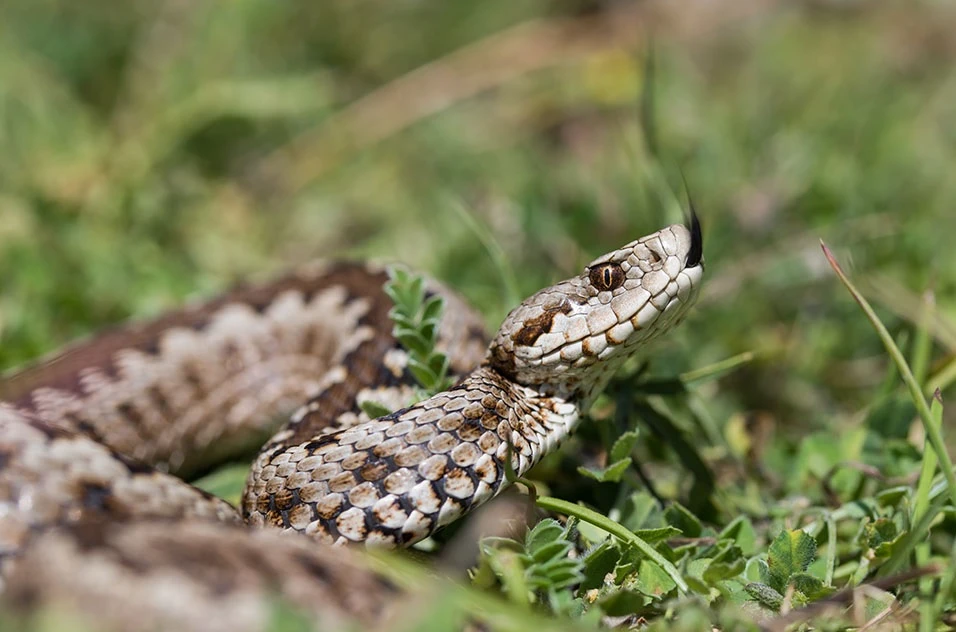 Vipera ursinii (oxia tis pindou)