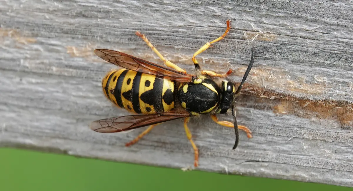Wespe zerkaut Holz für ihr Nest