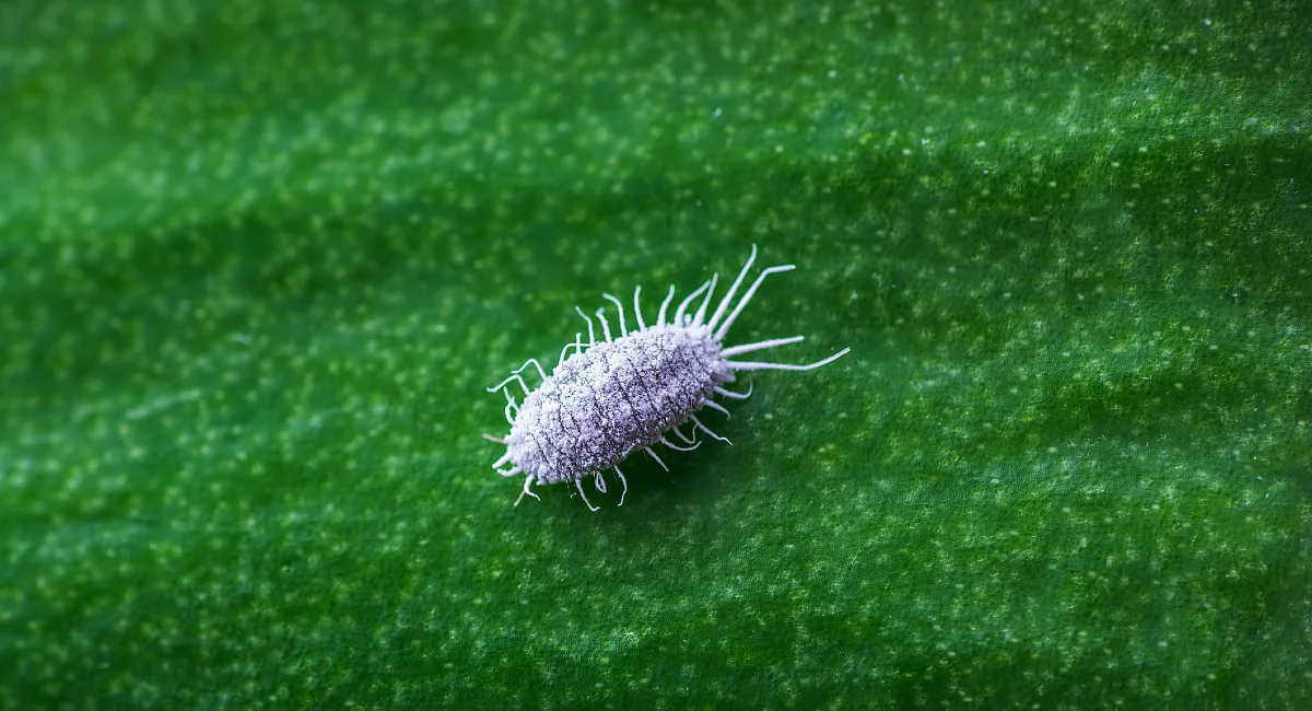 Mealy Bug