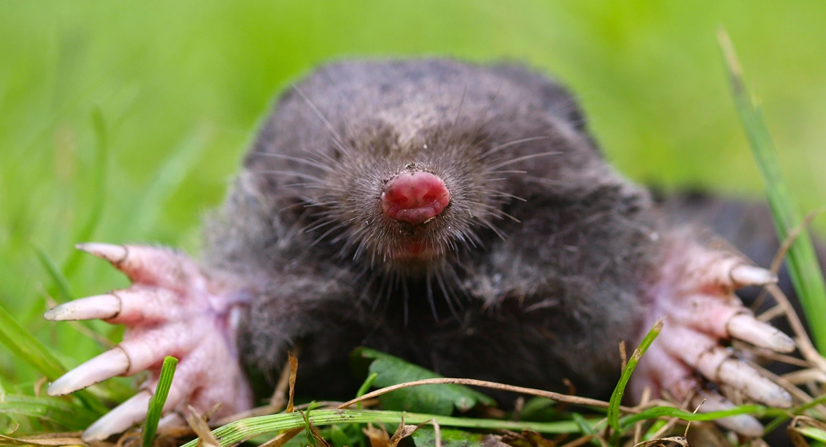 mole