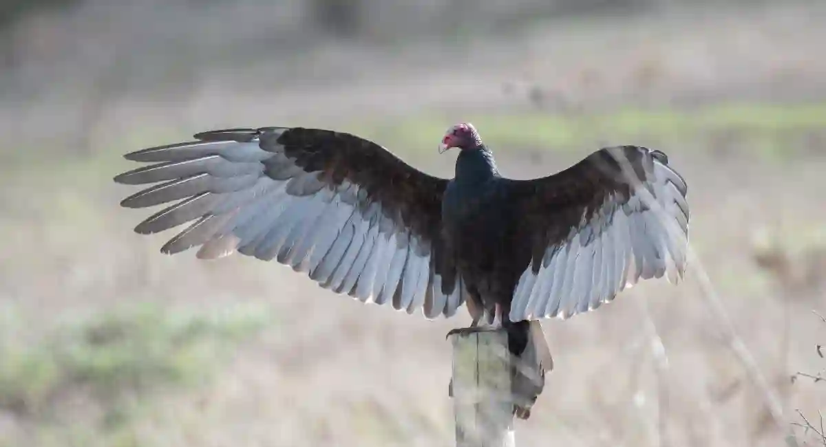 Vulture