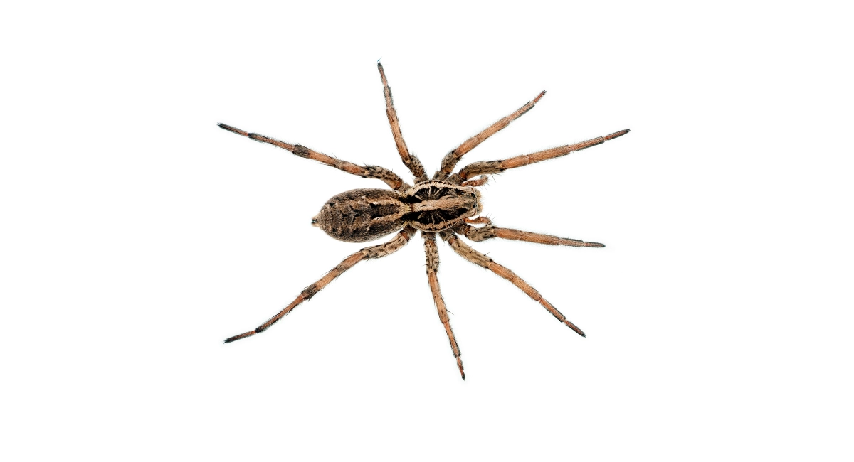 Brown Recluse spider