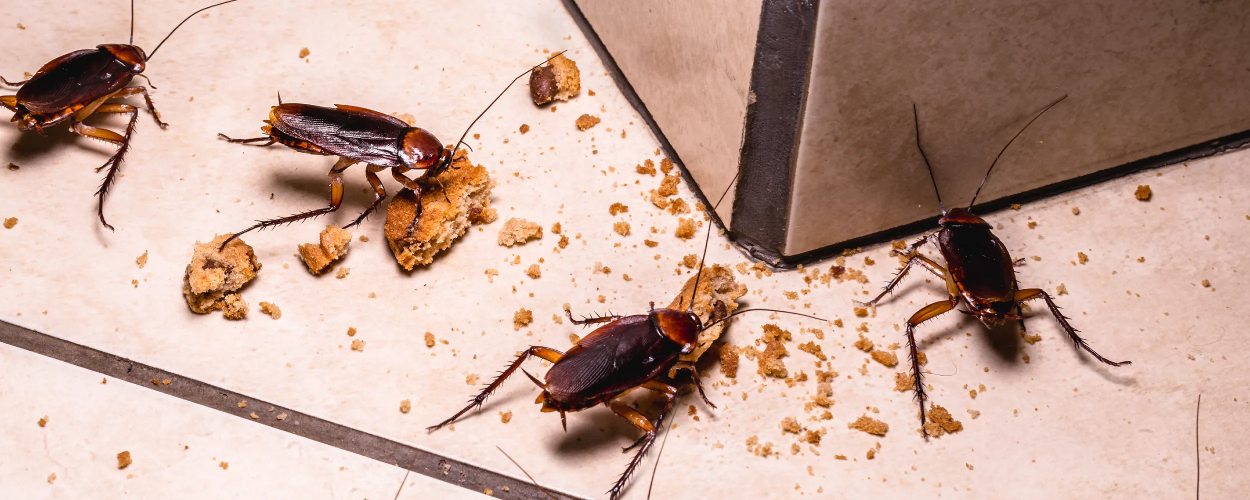 Debugged Blog 5 Ways of Cleaning and Sanitising Surfaces Cockroach Cause Bacteria Causing Diseases
