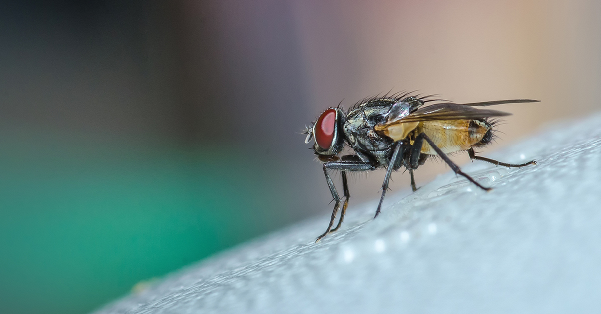 Manger sur le pouce