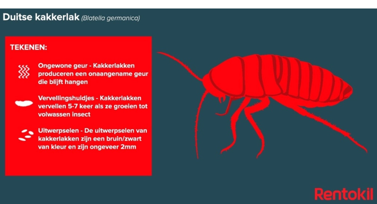 Duitse Kakkerlak Feiten