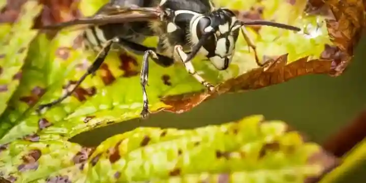 Bald face hornet
