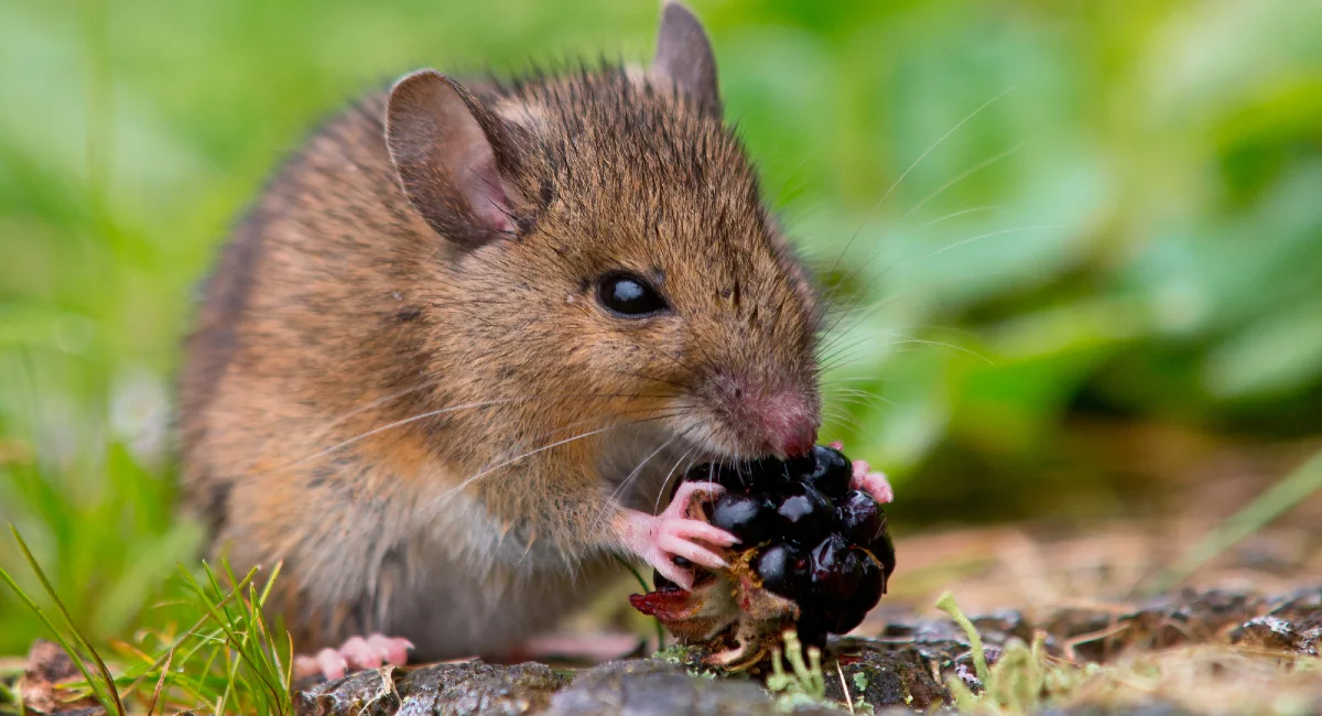 Pest challenges rats invasion