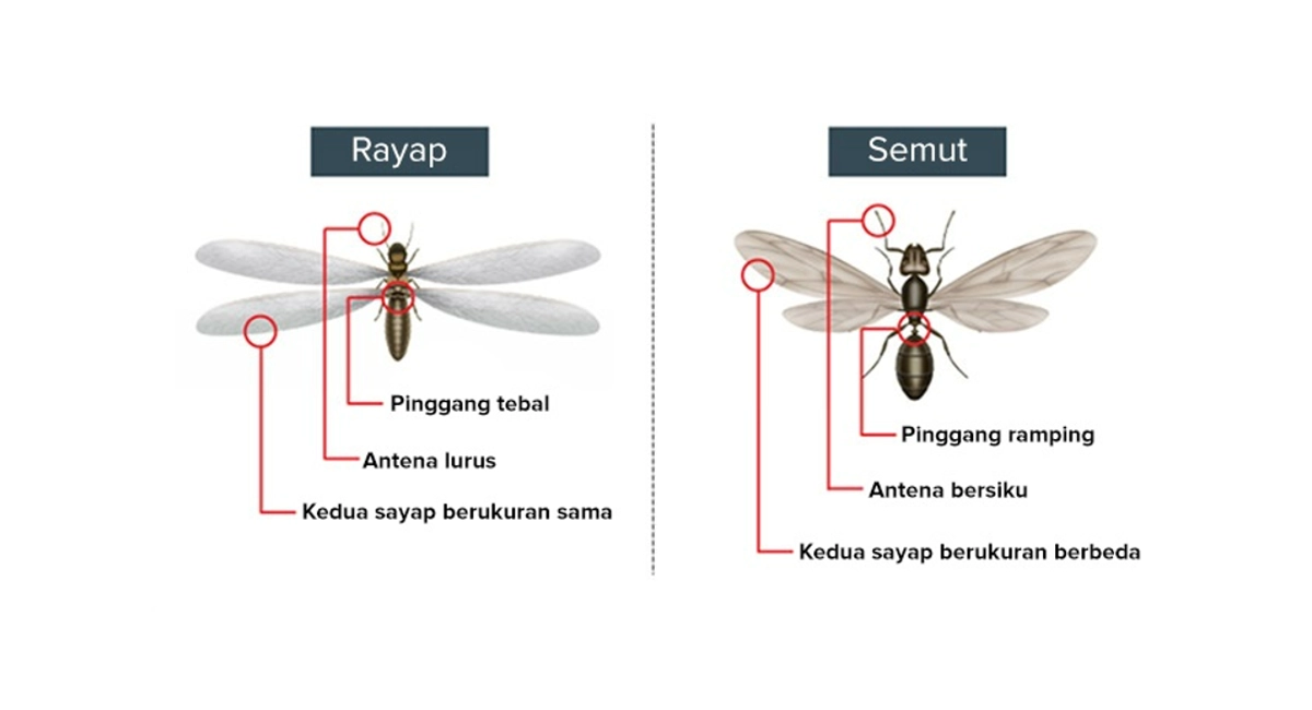 Apakah Ini Rayap atau Semut