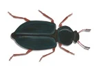 Aranha lobo