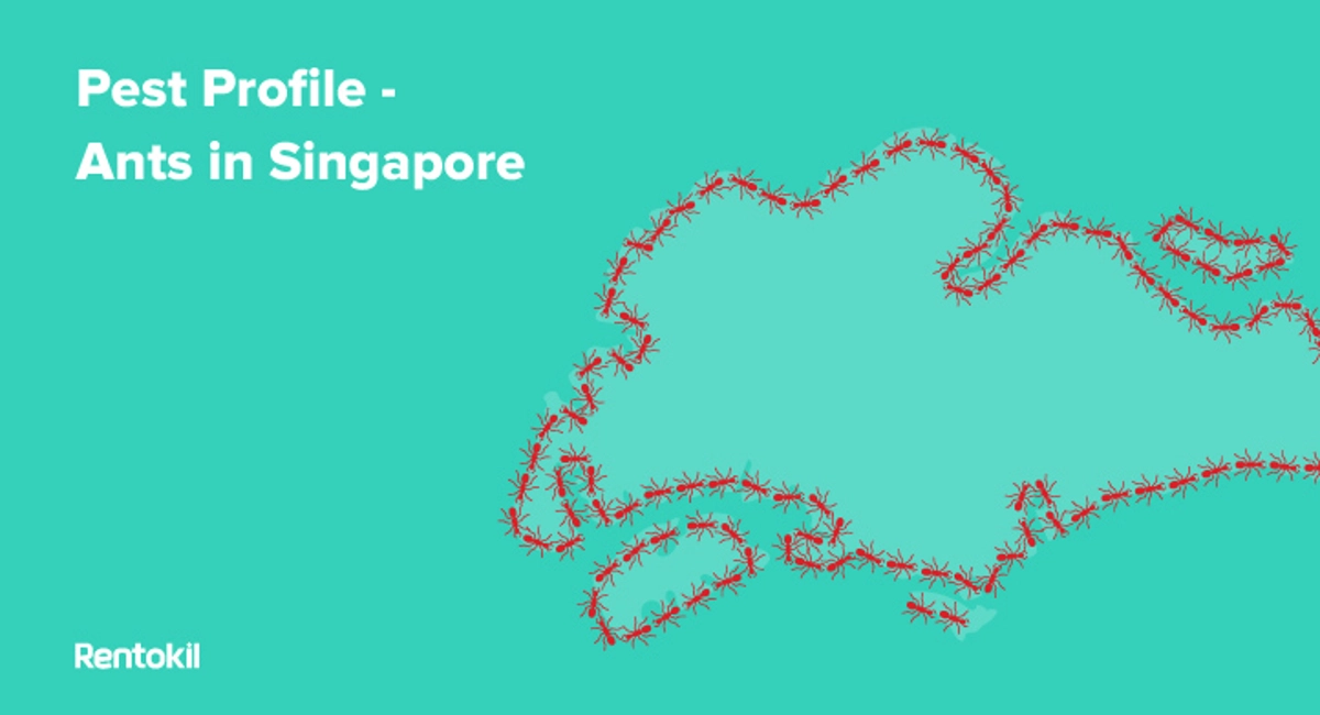 Pest profile ants in Singapore