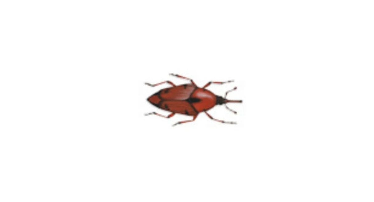 Common house borer