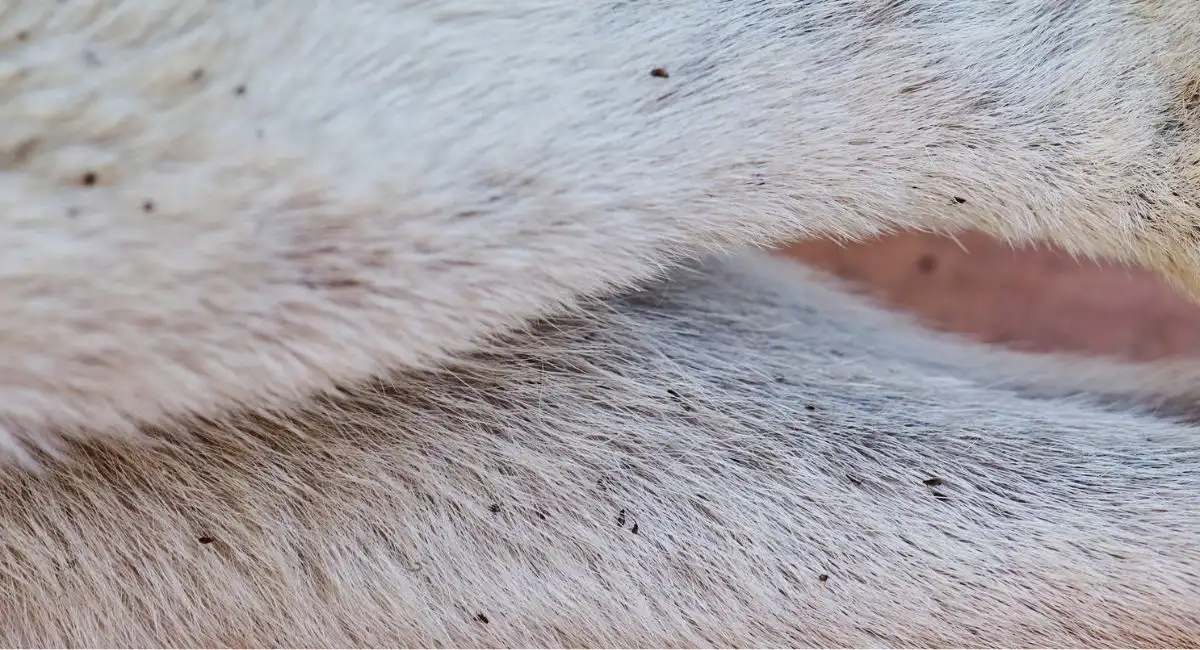 puces sur pelage de chien