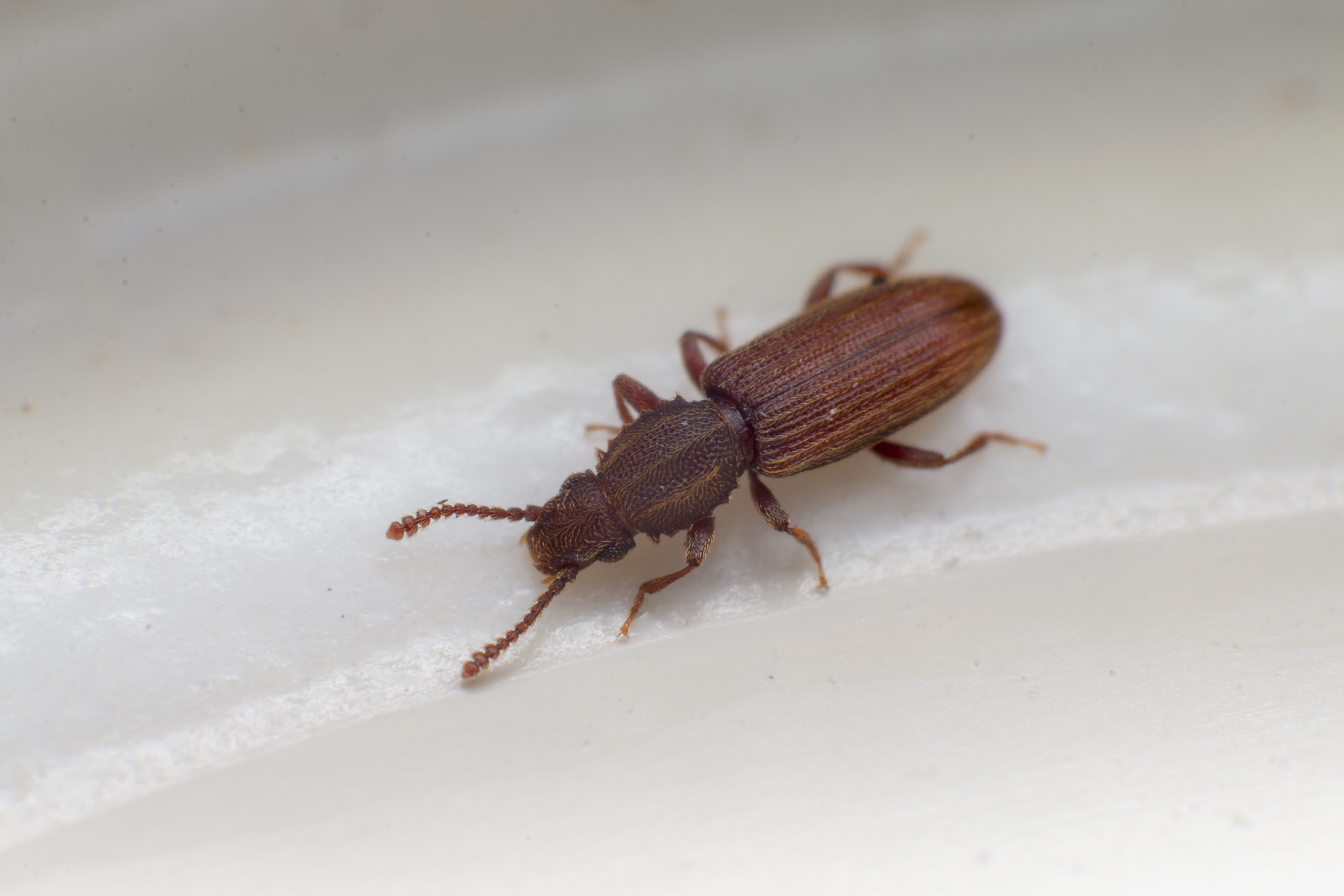 Stored Product Insects