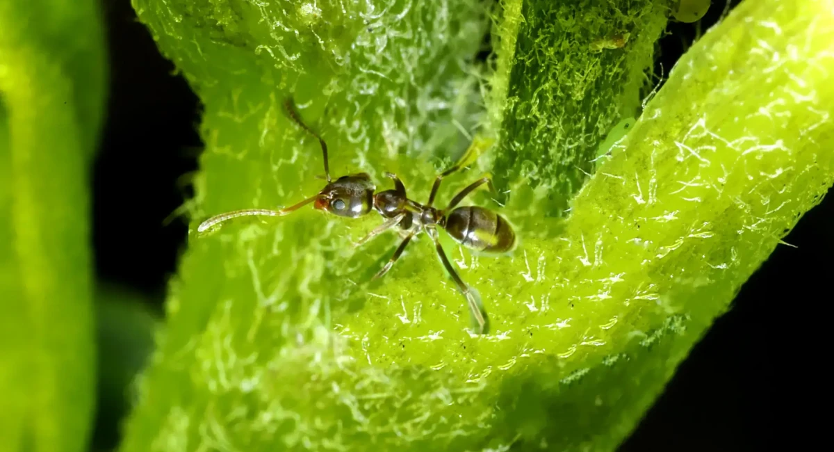 Linepithema humile