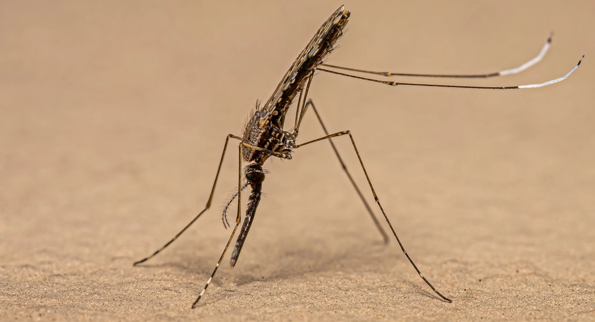 Anopheles spp