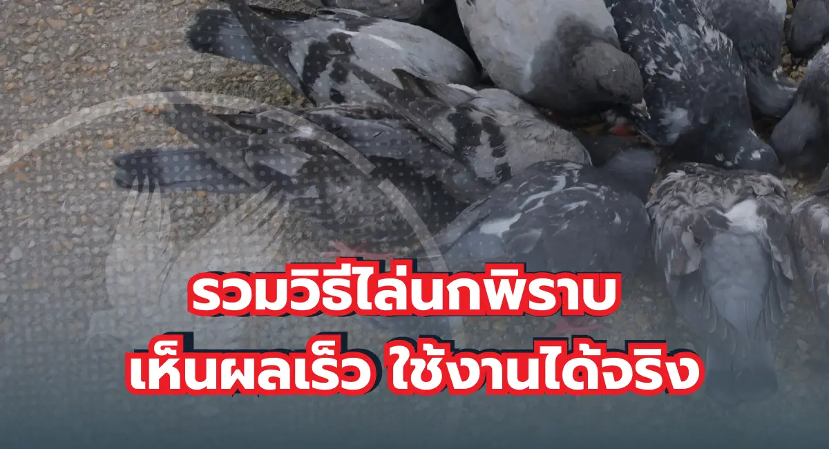 รวมวิธีไล่นกพิราบ