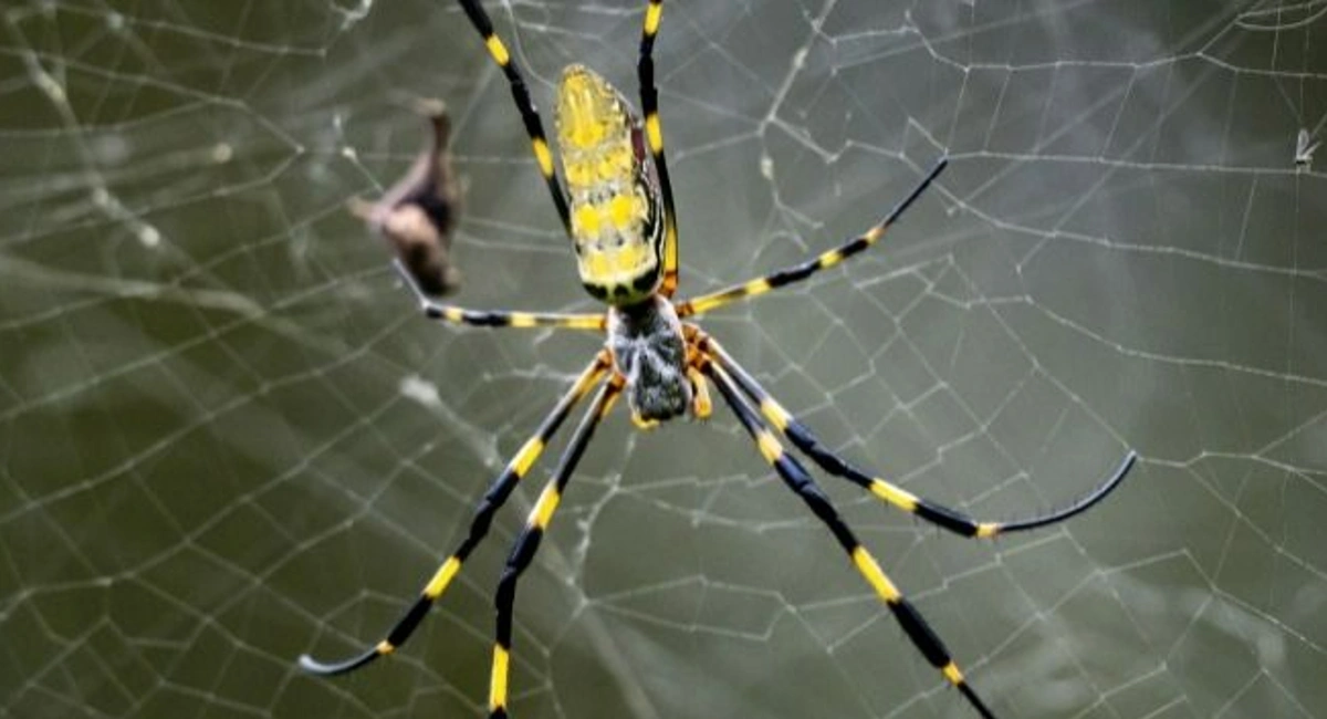 Laba-laba yelow sac