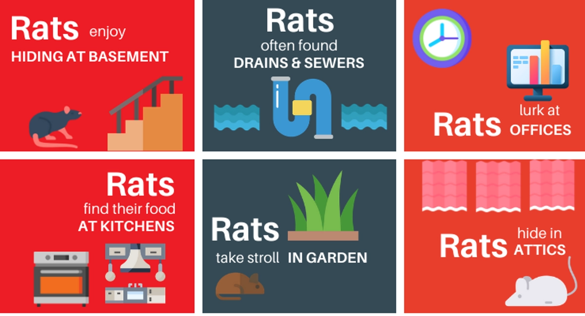 Debugged Blog 9 Ways How Rat Problem Can Be Damaging Rats Hiding Spots