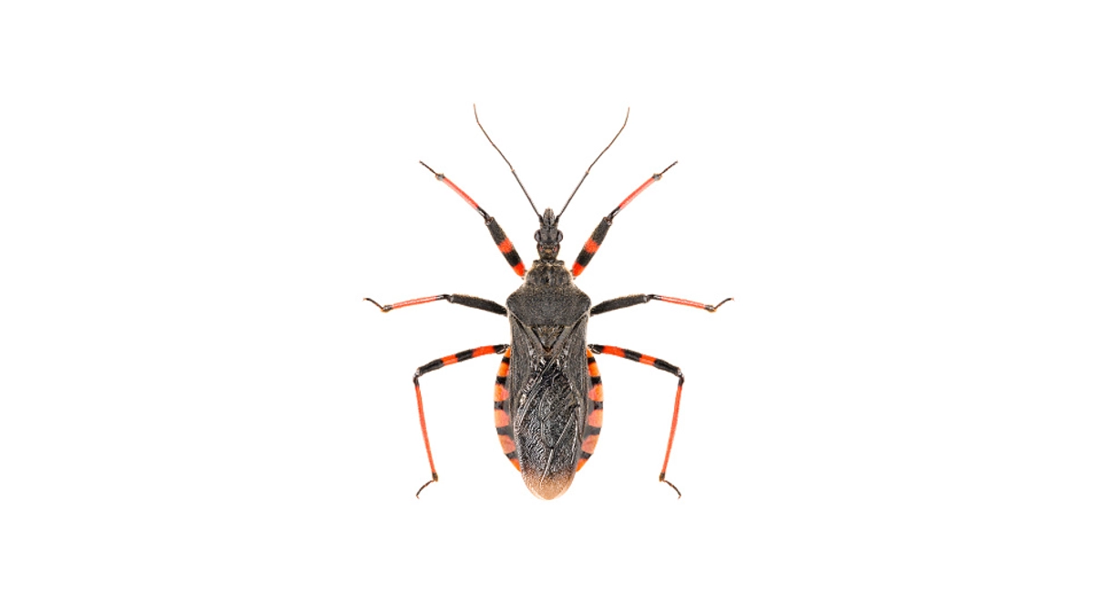 Verschil bladpootwants en kissing bug