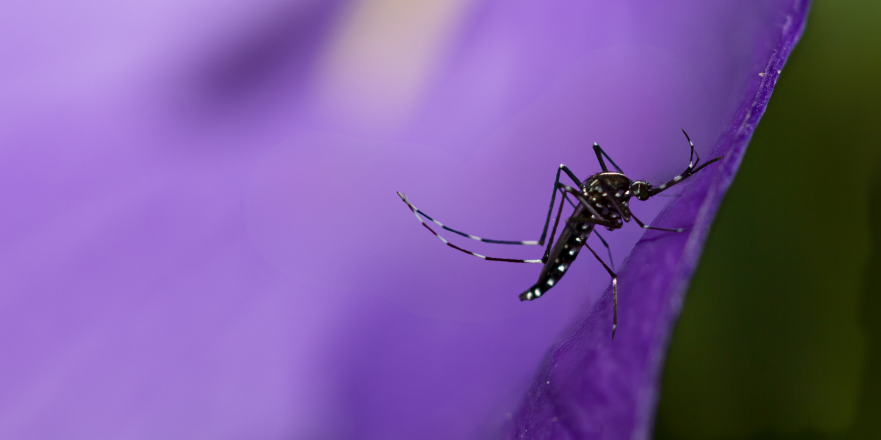 Mosquito tigre