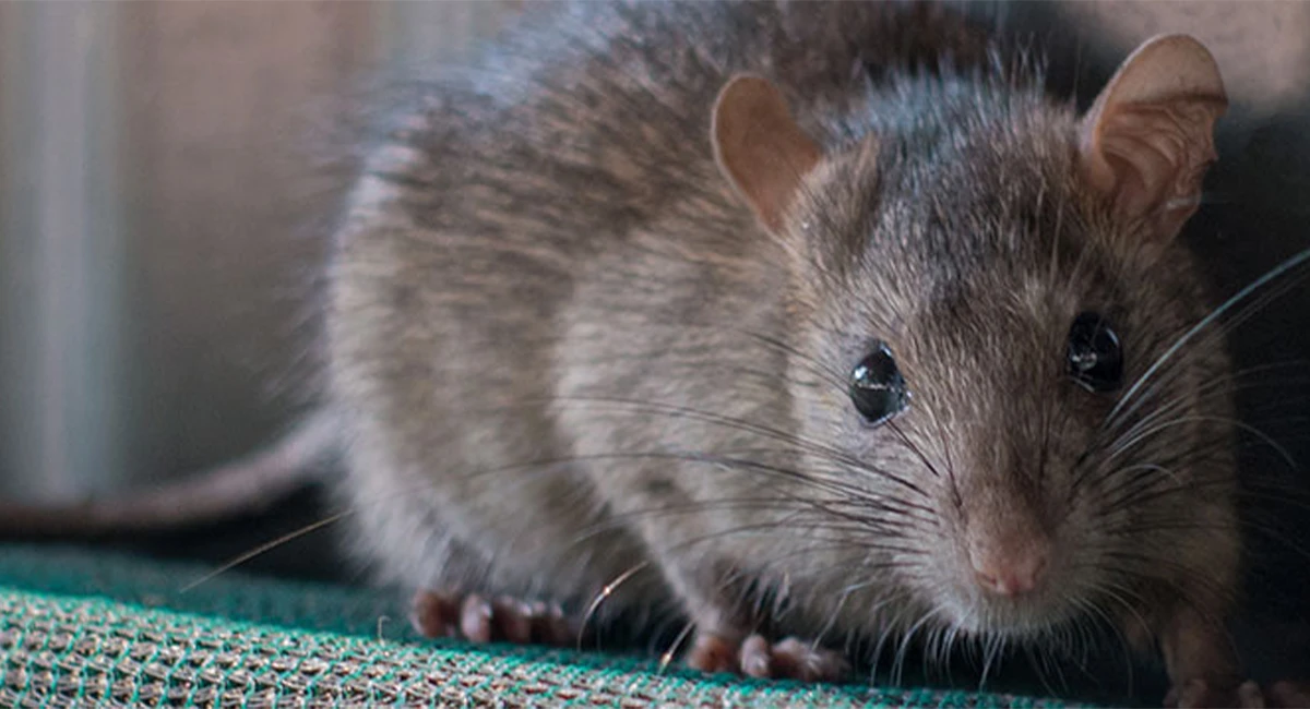 Rodent tracking gel