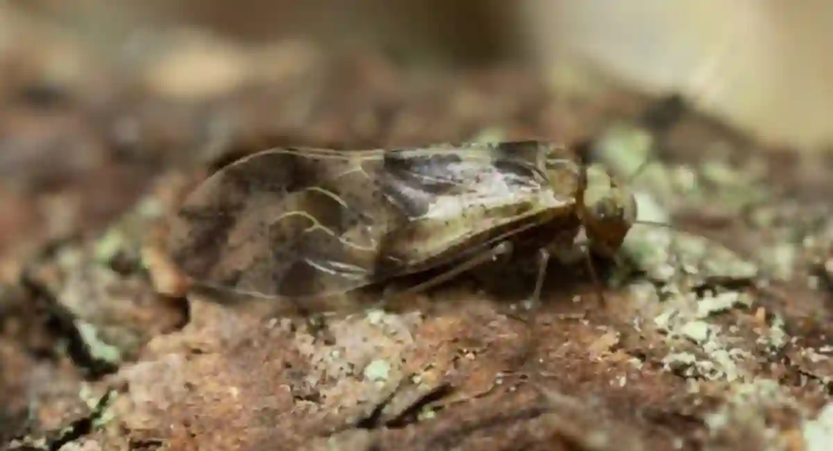 Barklouse on bark 