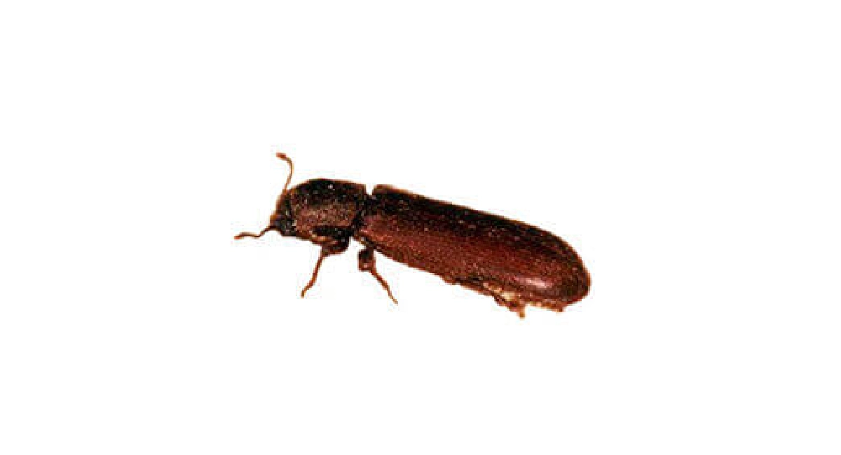 Common furniture beetle