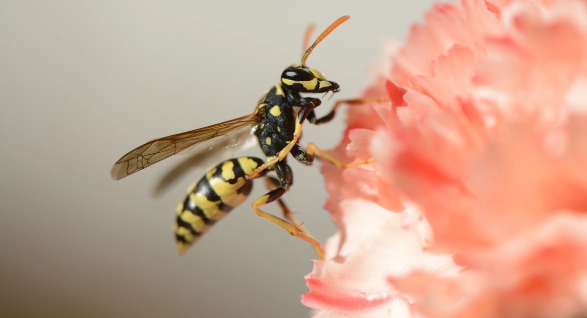 Wespen produzieren keinen Honig - auch wenn sie Blumen anfliegen