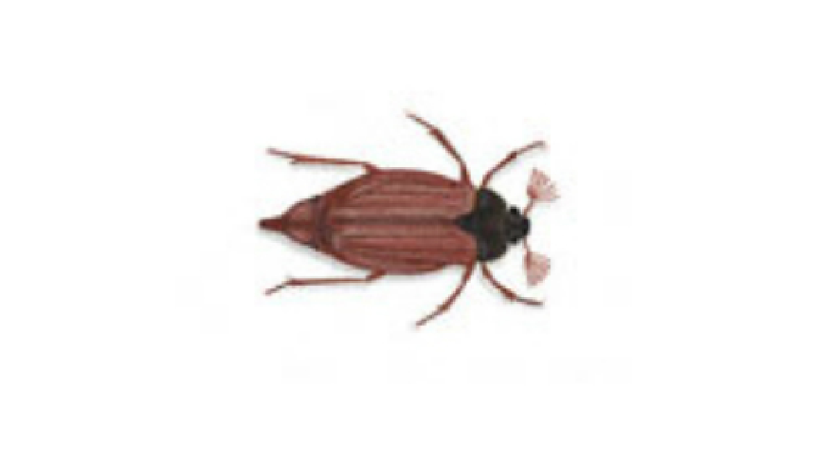 Cockchafer