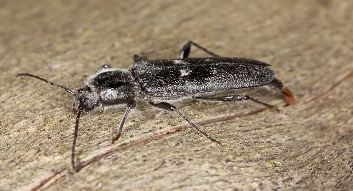 Old house borer