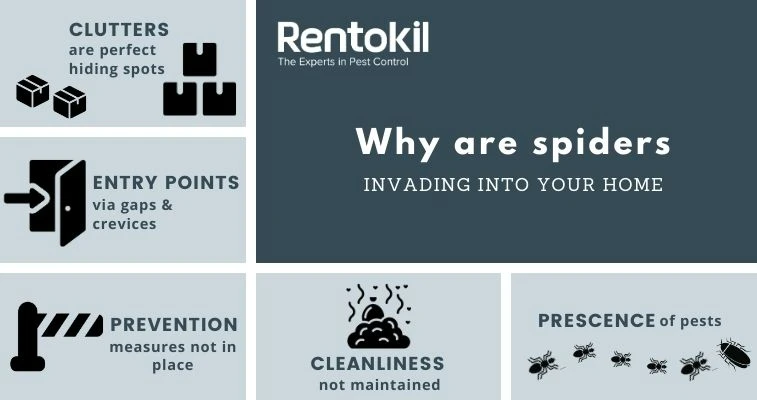 Debugged Blog What You Need To Know About Spiders Reasons For Spider Infestation