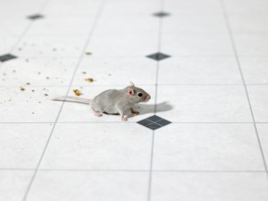 muis in de keuken