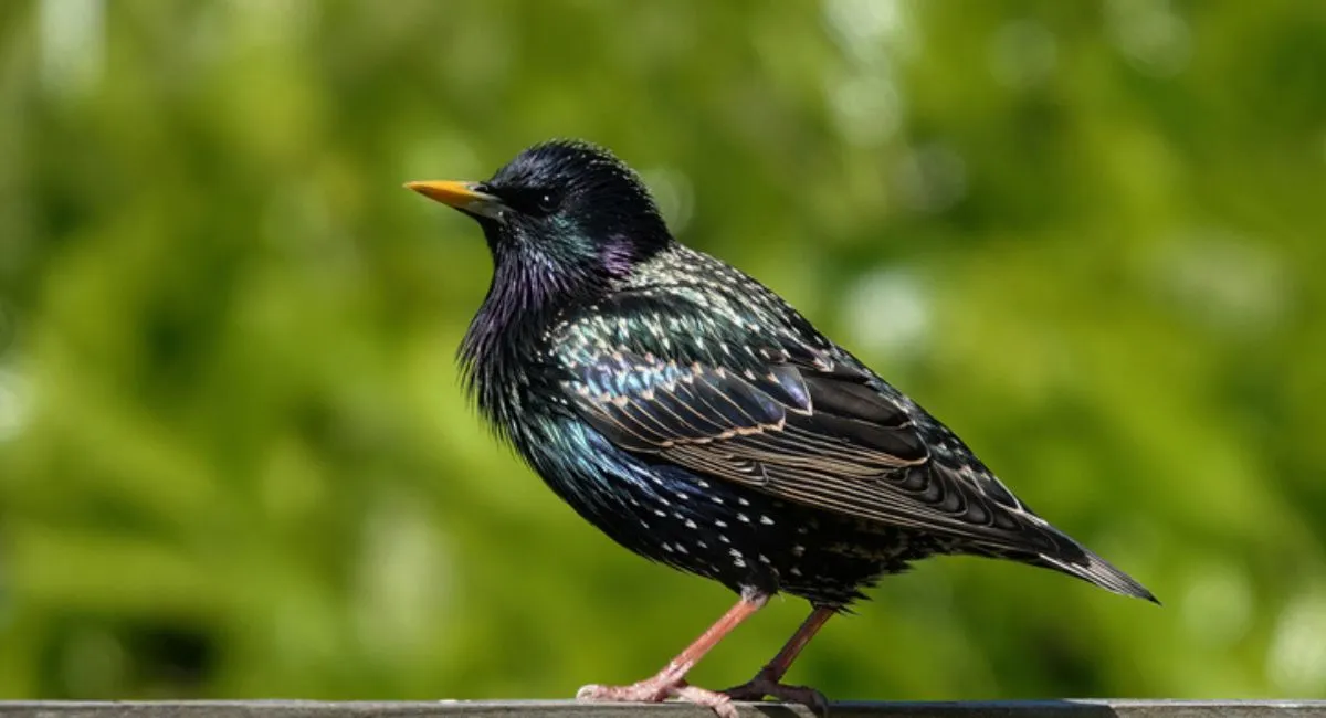 Starlings