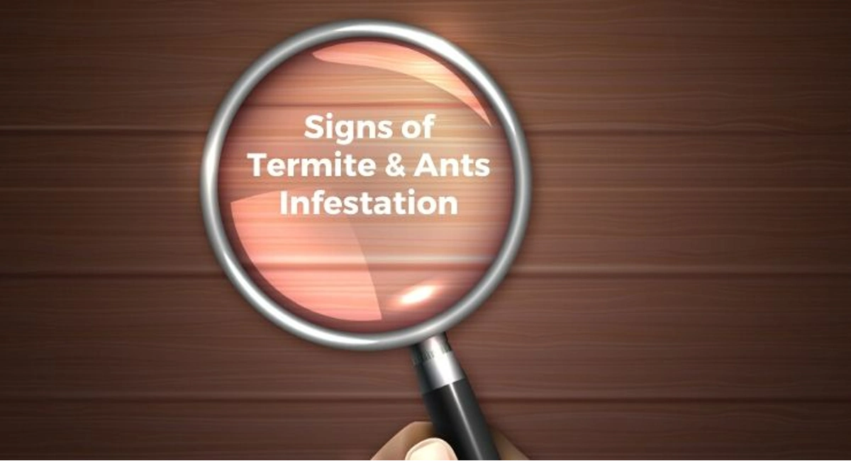 Debugged Blog Article Is That Flying Termites or Ants in Your Home Signs Of Termite And Ants Infestation