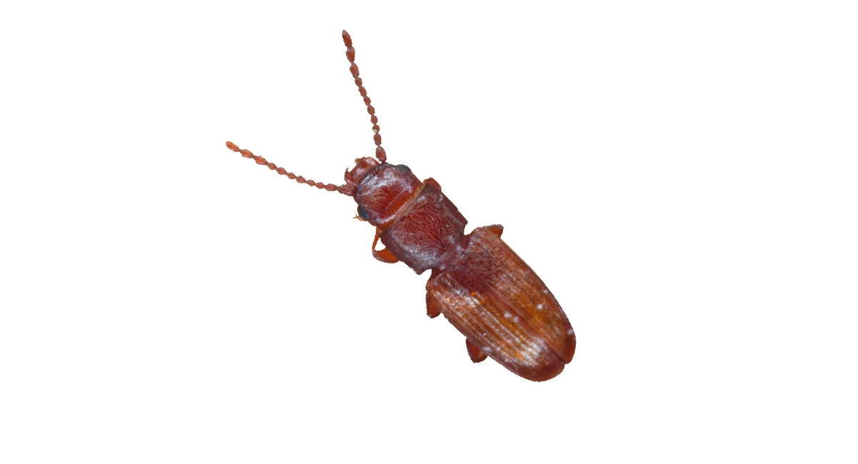 Beetle Cryptolestes Ferrugineus