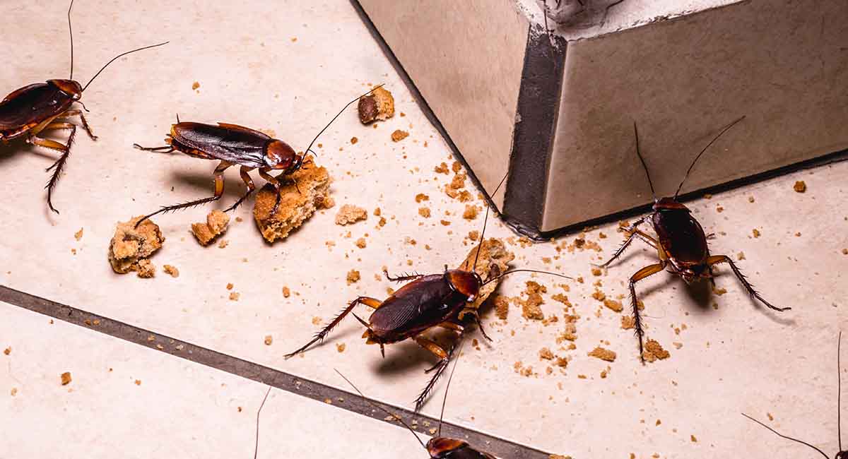 How can you catch a disease from a cockroach