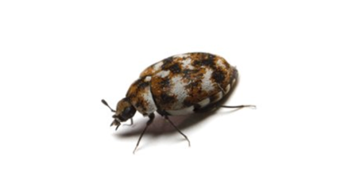 Carpet beetle