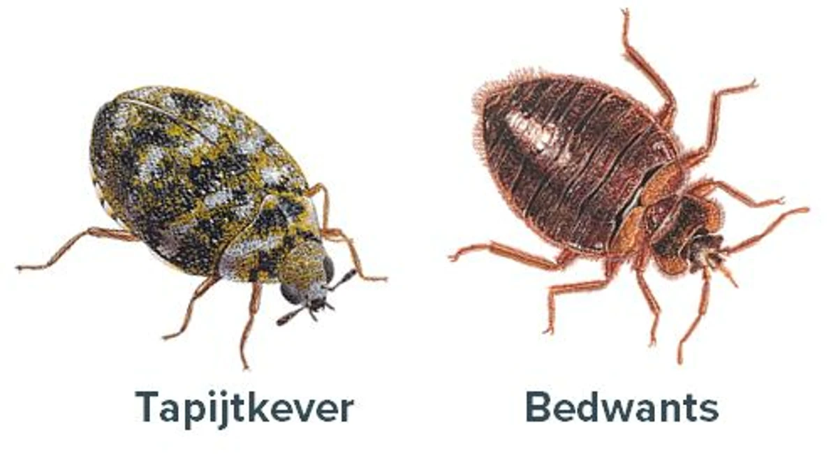 tapijtkever en bedwants