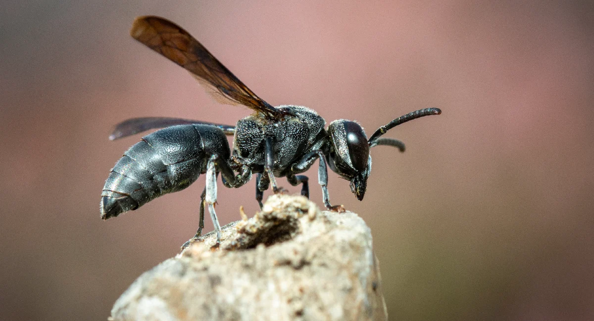 Why do wasps come in the house?