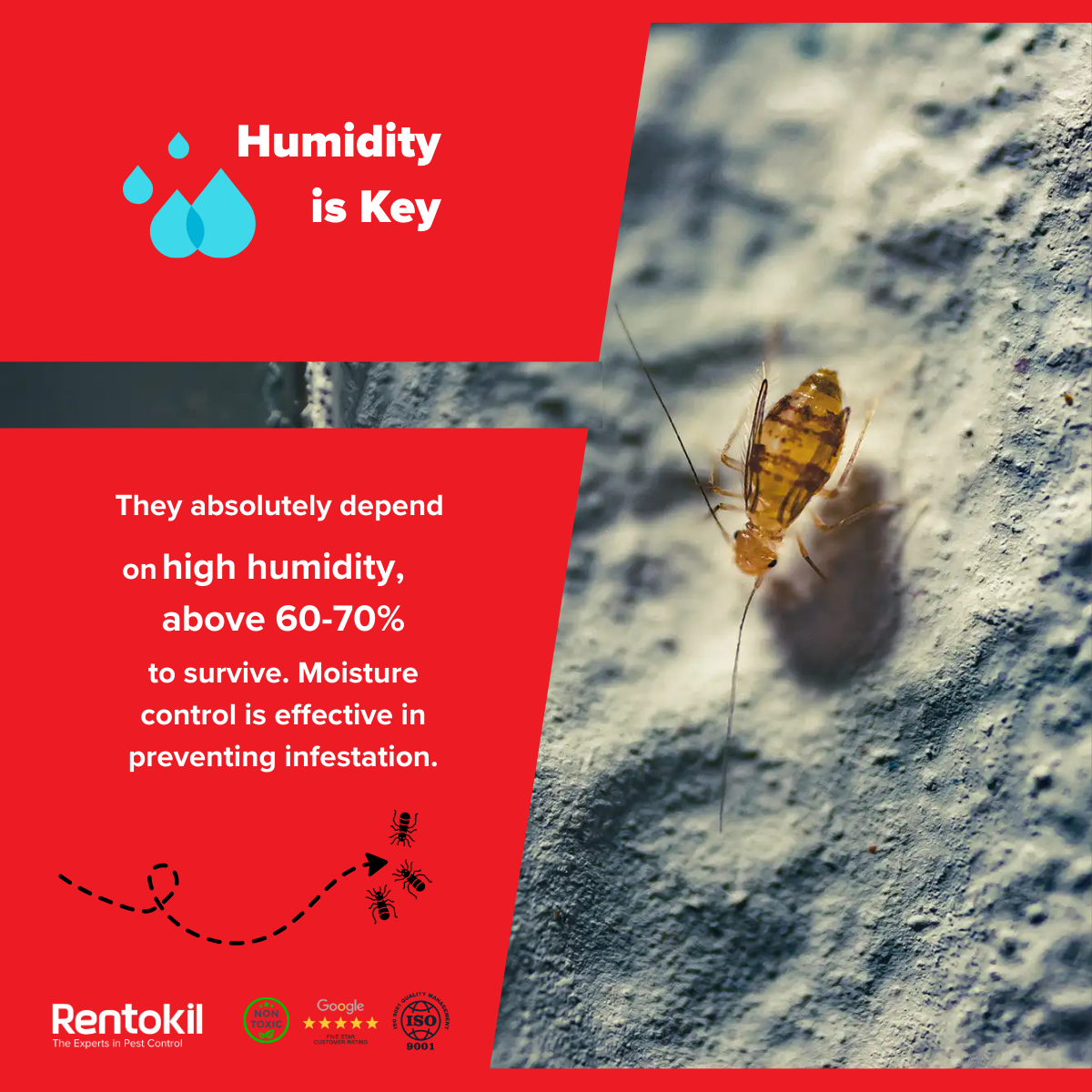 The primary attractant for booklice is moisture. 